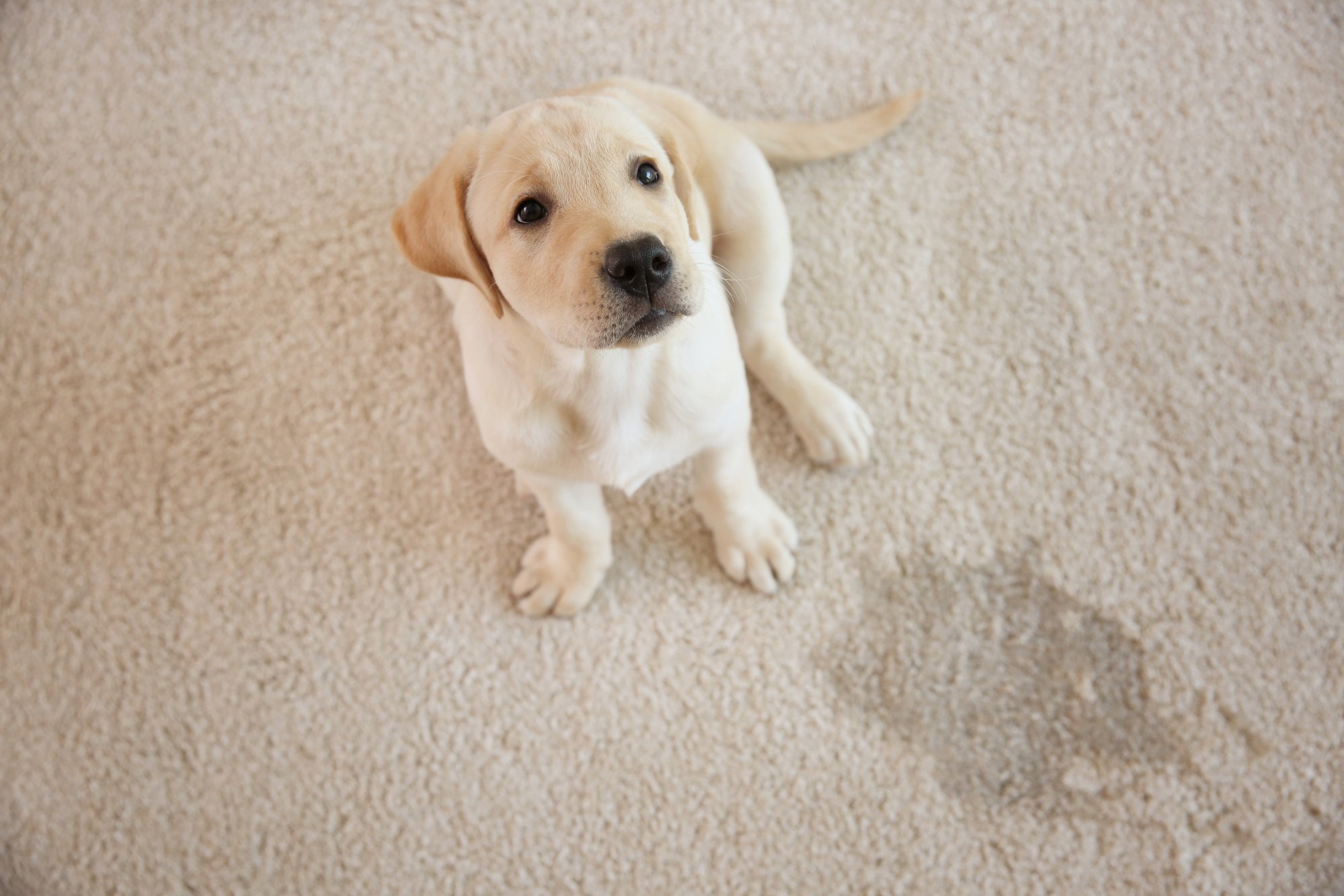 Cute puppy sitting on carpet