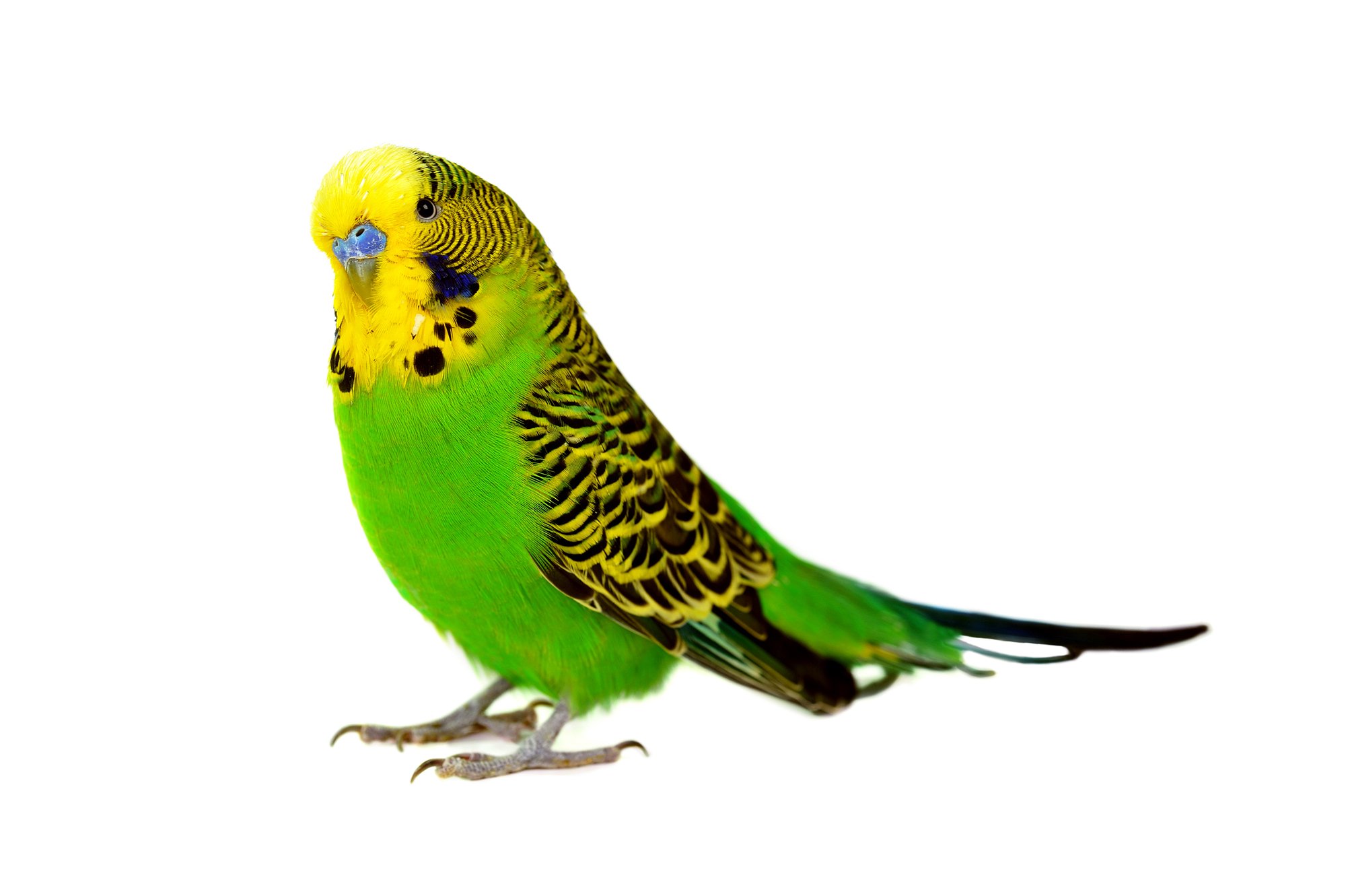 Portrait of budgerigar