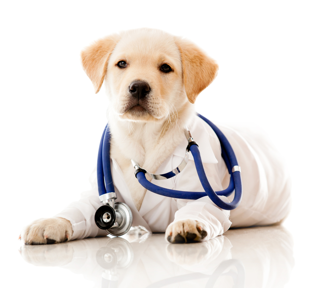 Little dog as a vet wearing robe and stethoscope - isolated over a white background