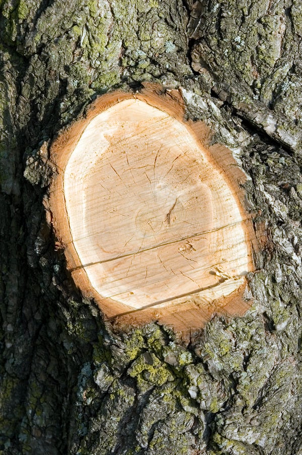 Stump of tree limb