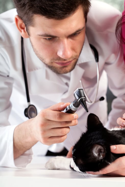 Young vet examining black cat with otoscope