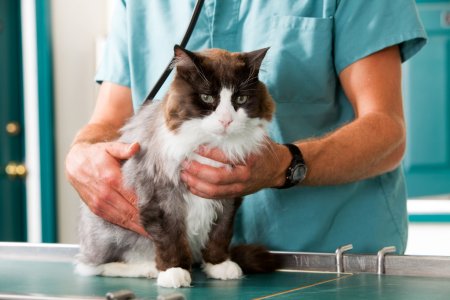 cat being screened