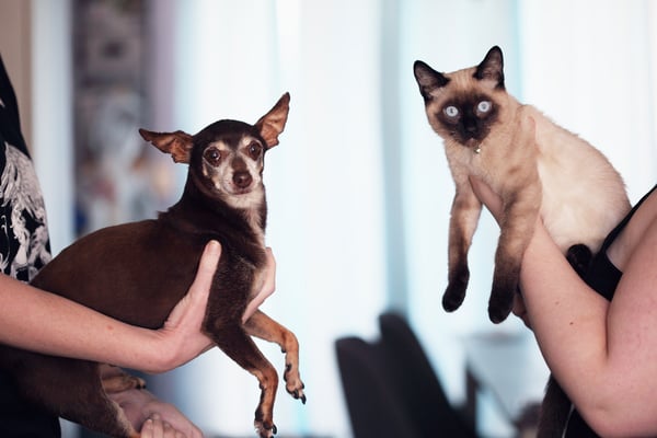 people holding siamese cat and short coat black dog 