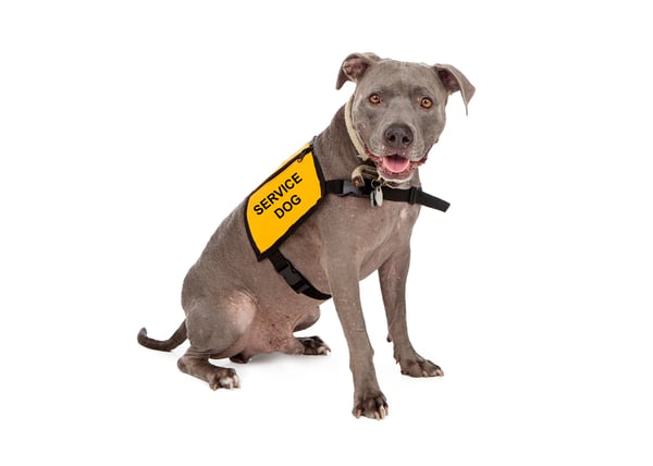 pitbull wearing service dog vest