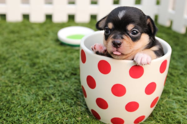 short coated black and brown puppy in white and red polka
